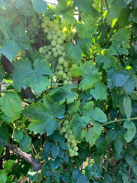 0A9FA06D-B8FF-46A7-B735-E3334A37CABE