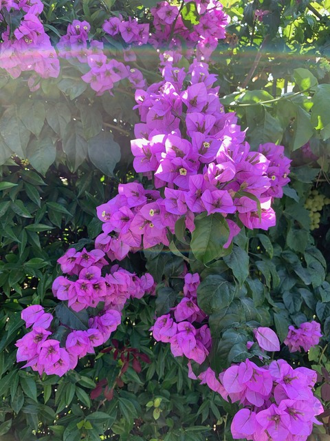 8631BC40-1F9B-4CF8-B67A-ED9227E9E2A6