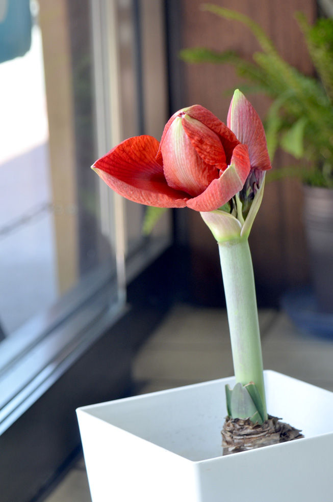 バラ咲きアマリリス お気楽犬 華 の広報日記