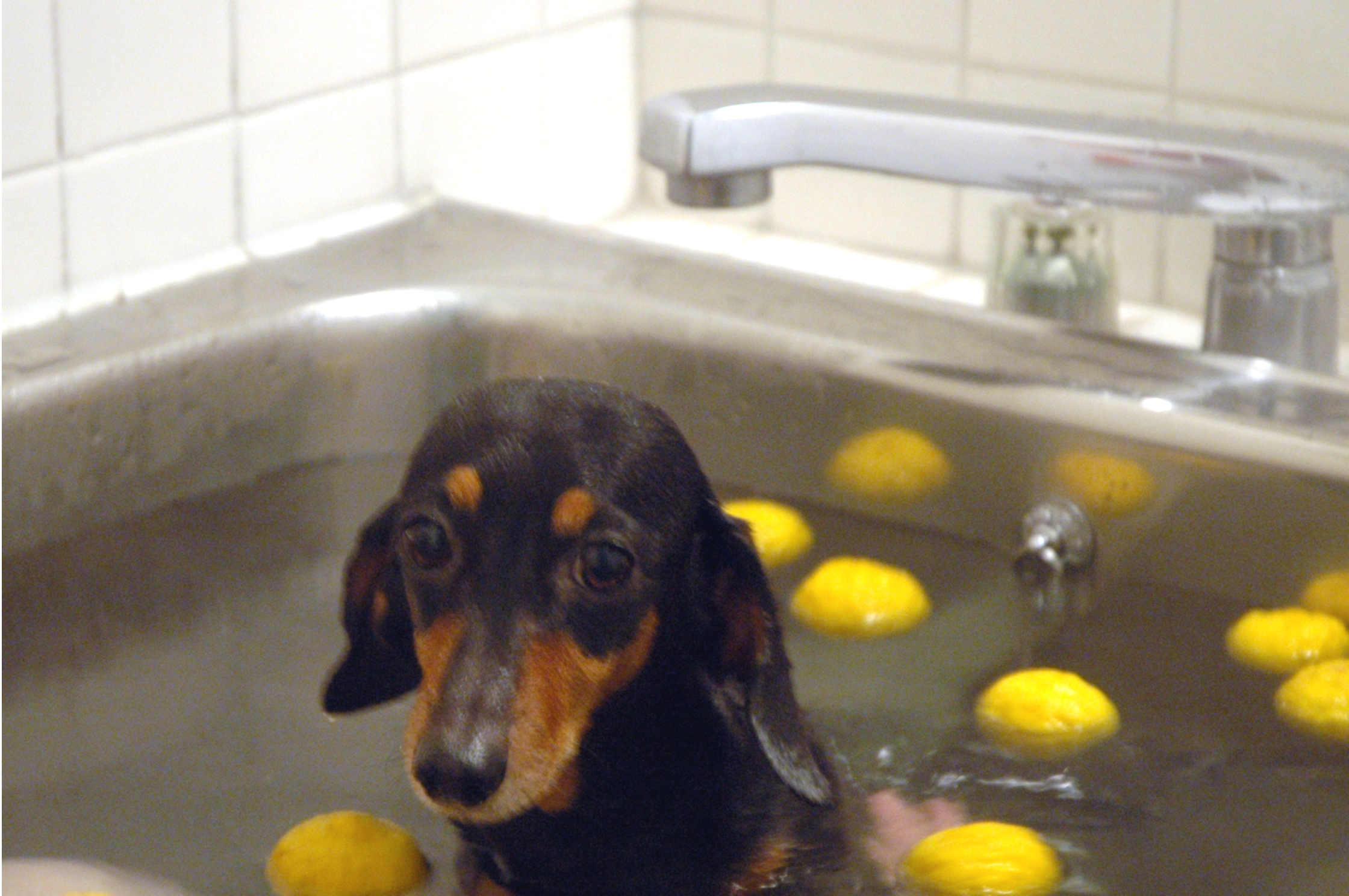 ゆず湯の入浴シーン お気楽犬 華 の広報日記 ゆず湯の入浴シーン お気楽犬 華 の広報日記