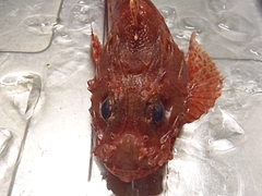 P4296837