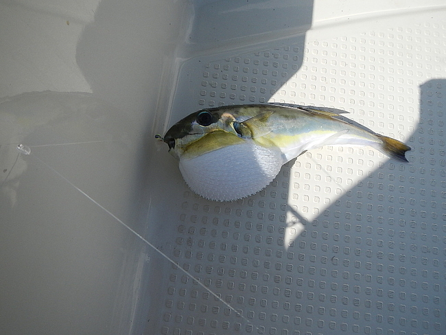 クロサバふぐ クロサバふぐ