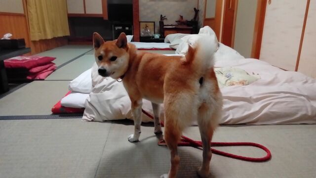 今日はワンワンと一緒に泊まりです 四万温泉三国園 なに言うとりまんねん