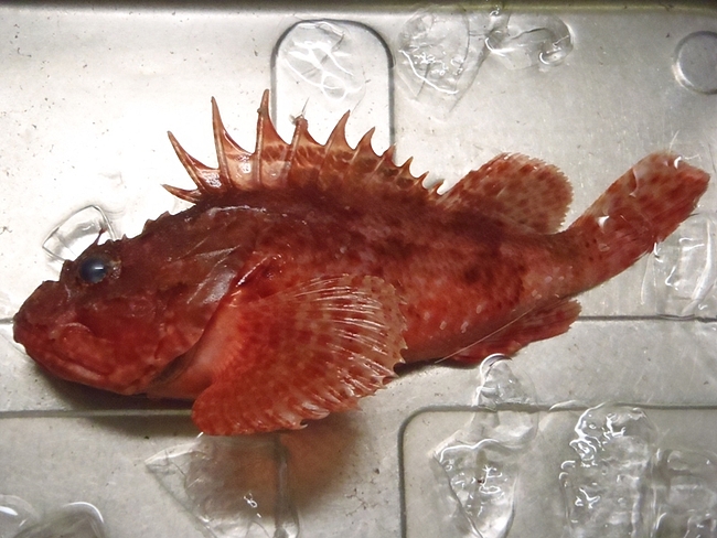 真鶴釣行 2013