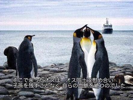 ペンギン はぇ すっごいおっきい ペンギン はぇ すっごいおっきい