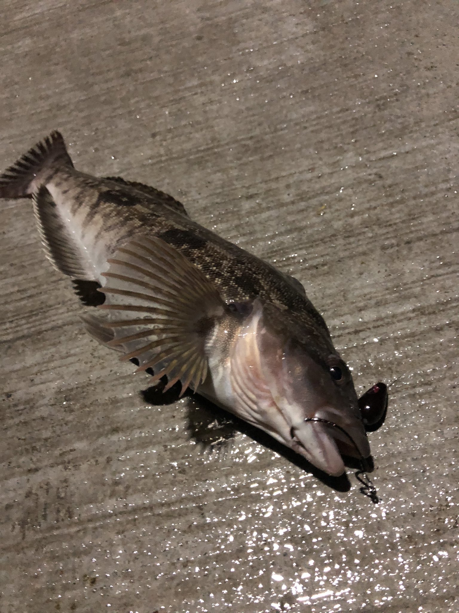 速報 ワイ 謎の魚を釣る なんjコレクション