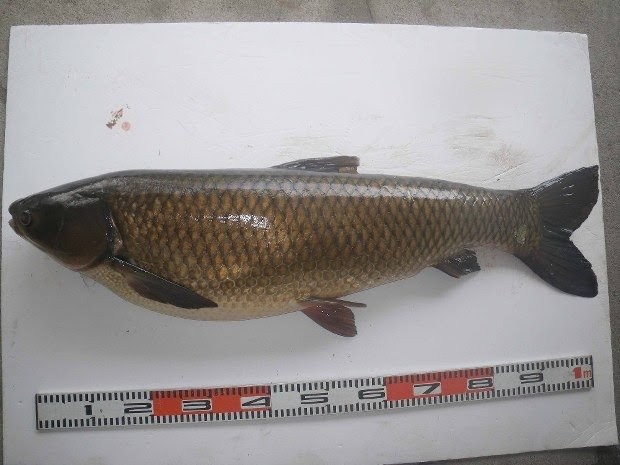 【朗報】ソウギョを釣り上げたら一匹10000円で買い取ってくれるぞ!急げ! : なんJコレクション