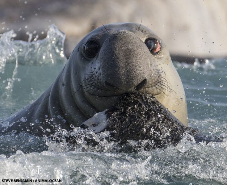 悲報 野生のアザラシ 全然かわいくない なんjコレクション