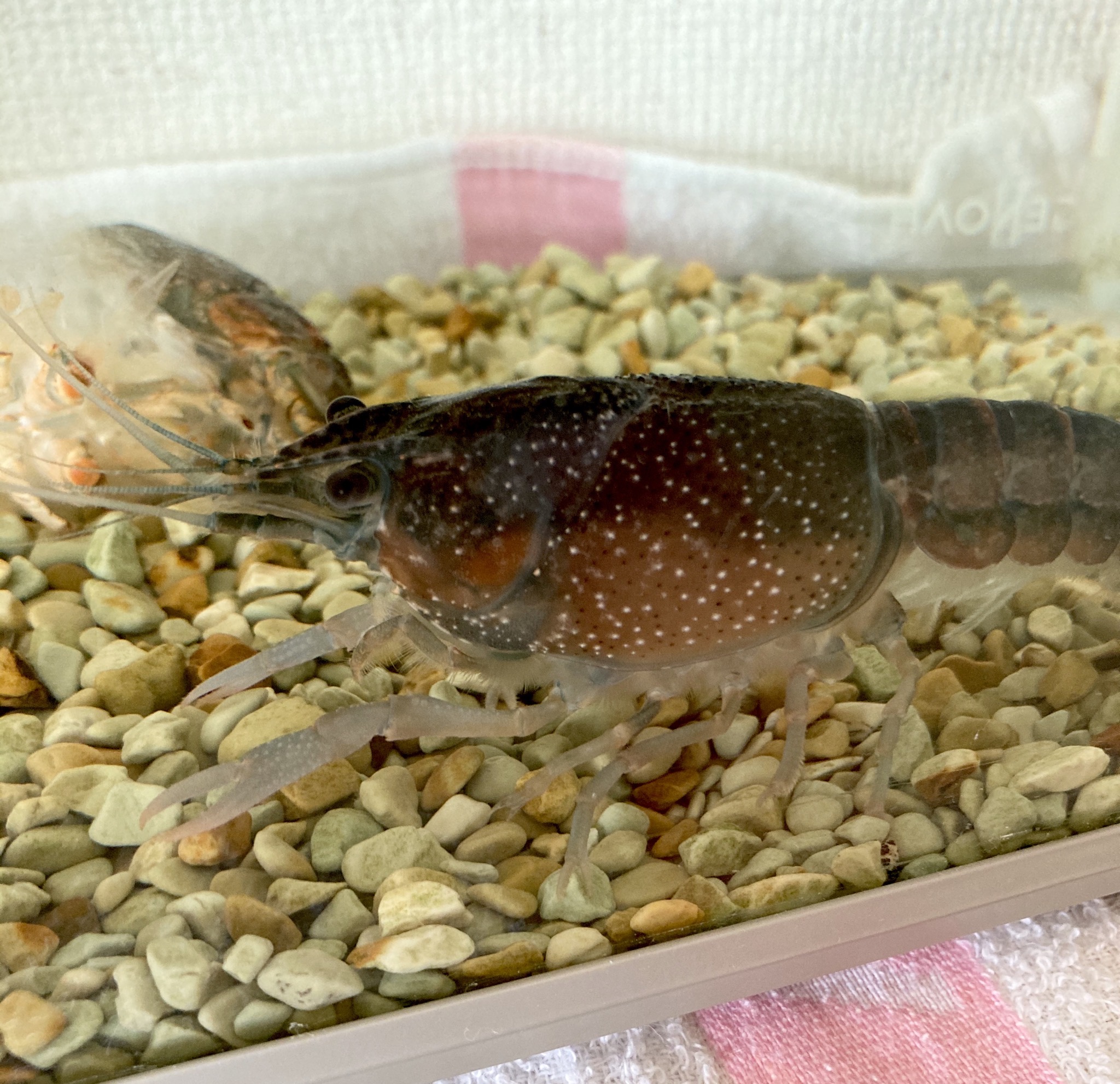 ワイの飼ってるザリガニ 脚を全て失うも回復する なんjコレクション ワイの飼ってるザリガニ 脚を全て失うも回復する なんjコレクション