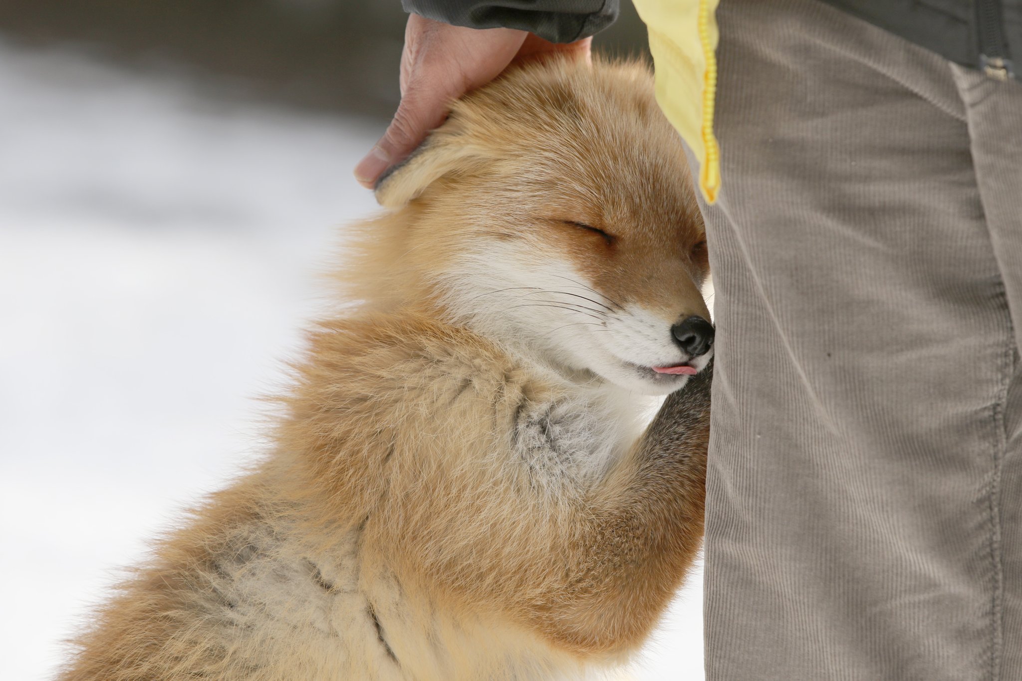 狐 こん キツネだけどモフモフする W なんjコレクション