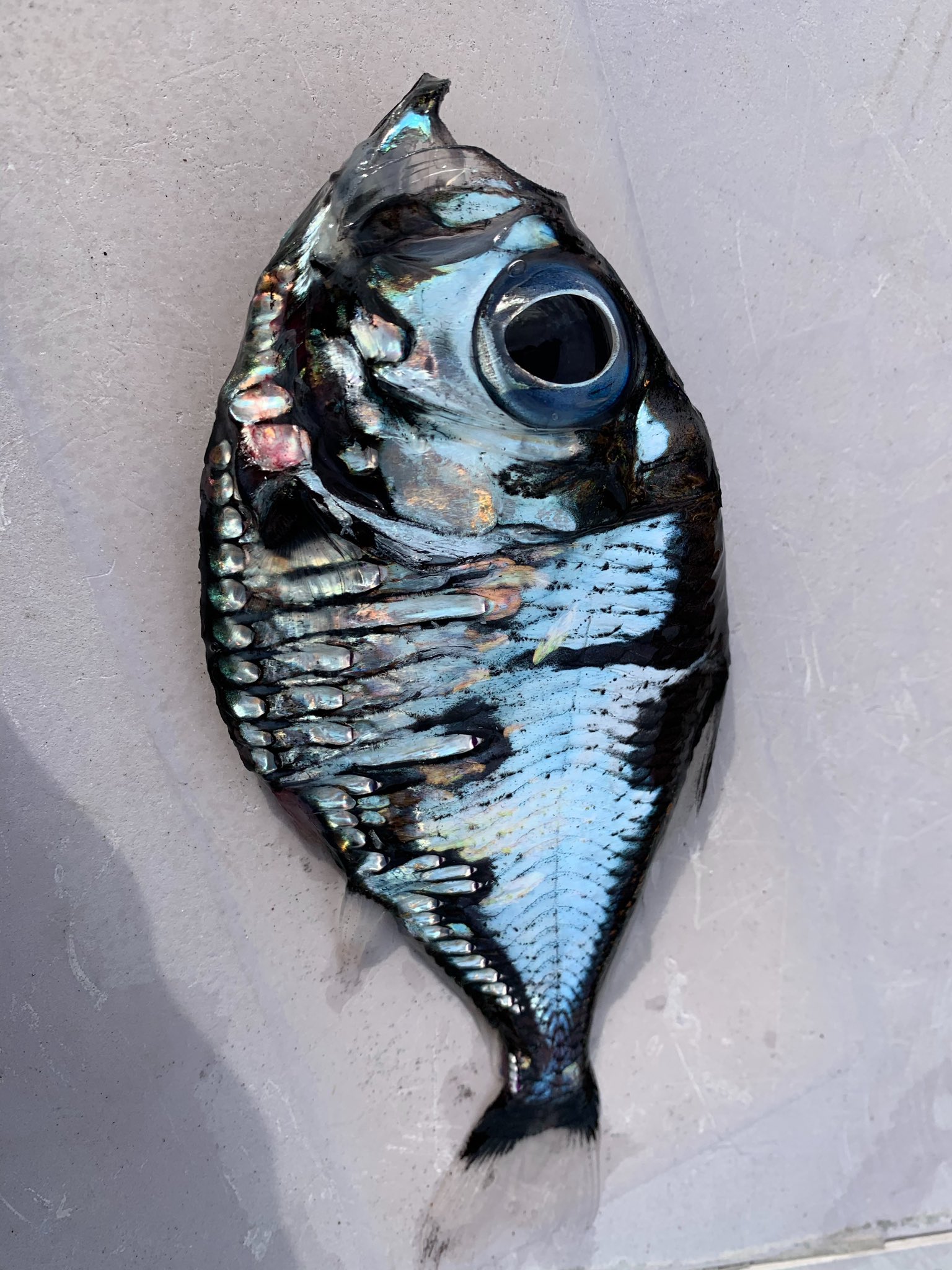 朗報 なんかやべえ魚が釣れる なんjコレクション