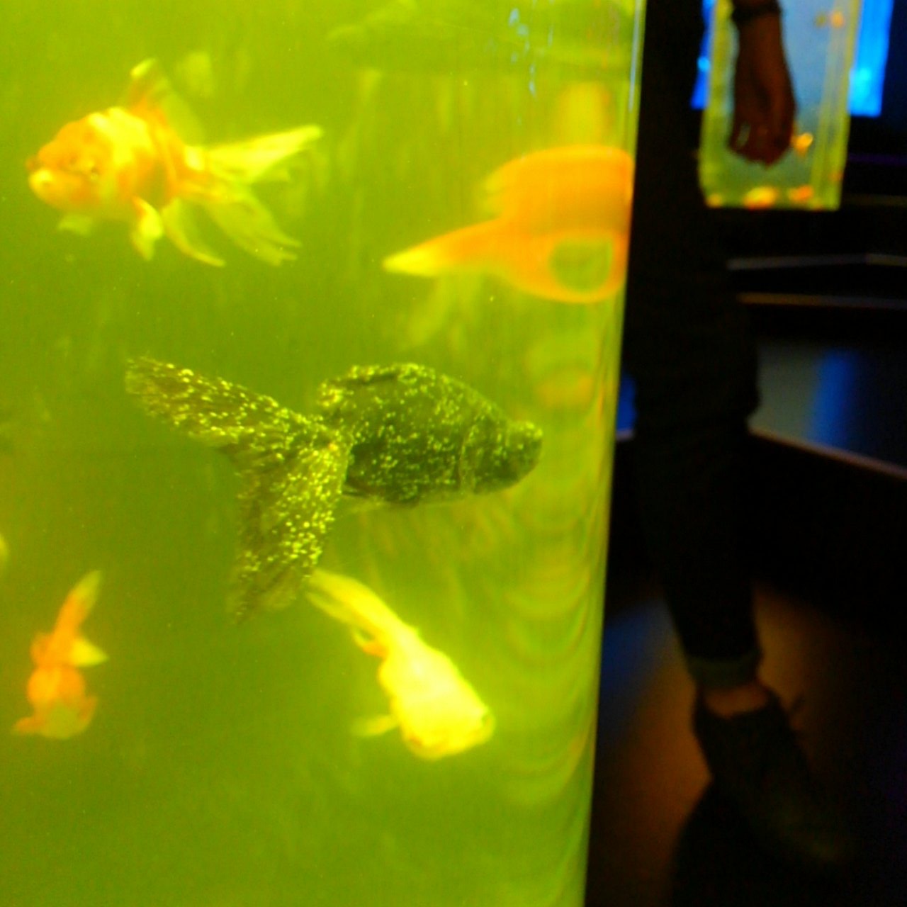 悲報 例の金魚のインスタ映え水族館 金魚死にまくり 病気蔓延しまくり悪趣味すぎで炎上 なんjコレクション