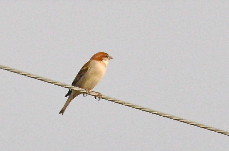 なぜ電線に止まる鳥たちは焼鳥にならないのか なんj 震え声 まとめ