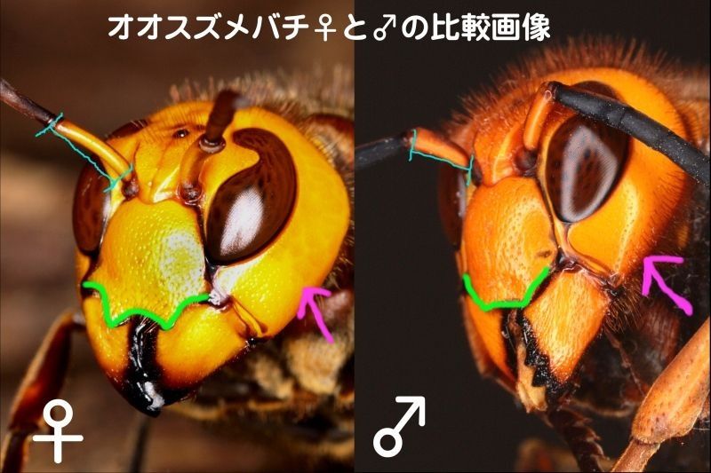 スズメバチ 生涯日本で現役を続けていく 涙目 なんj 震え声 まとめ スズメバチ 生涯日本で現役を続けていく 涙目 なんj 震え声 まとめ