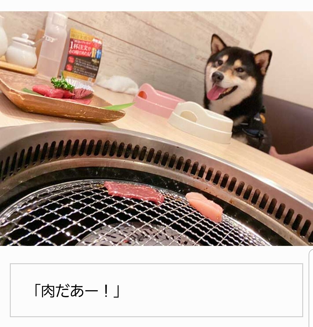 焼肉 柴犬さん 犬okの焼肉屋へ連れて行ってもらう 2chまとめアンテナ 焼肉 柴犬さん 犬okの焼肉屋へ連れて行ってもらう 2chまとめアンテナ