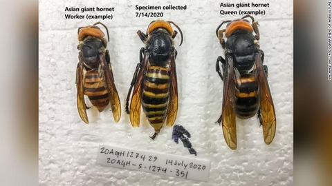 wa-murder-hornet-exlarge-169