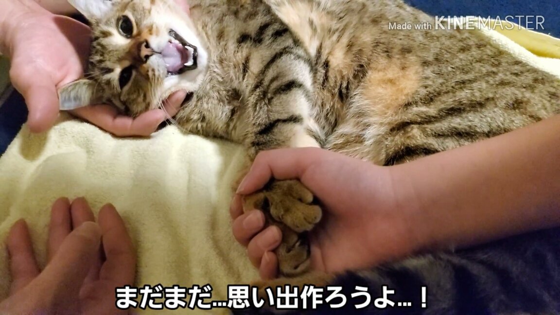 裏山 猫さん 年収3600万円稼いでしまうwww Nanjpost なんjまとめ 裏山 猫さん 年収3600万円稼いでしまうwww Nanjpost なんjまとめ