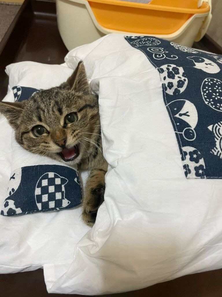 朗報 ネッコさん 布団で眠りご満悦ww Nanjpost なんjまとめ 朗報 ネッコさん 布団で眠りご満悦ww Nanjpost なんjまとめ