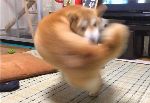画像 ガッツポーズする犬 見つかる Nanjpost なんｊまとめ