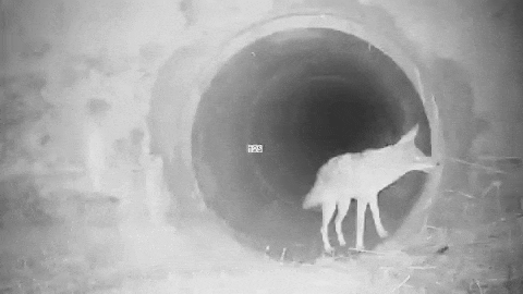 生物 Nanjpost なんｊまとめ