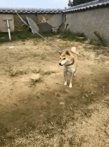 画像 ガッツポーズする犬 見つかる Nanjpost なんjまとめ 画像 ガッツポーズする犬 見つかる Nanjpost なんjまとめ