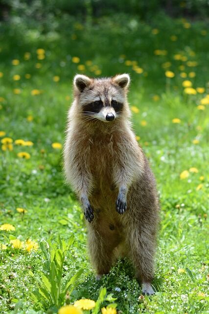 racoon-1453600_640