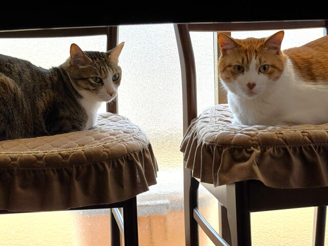 猫とかいうかわいいの一点だけで生き残ってきた生物ｗｗｗｗｗｗｗｗ