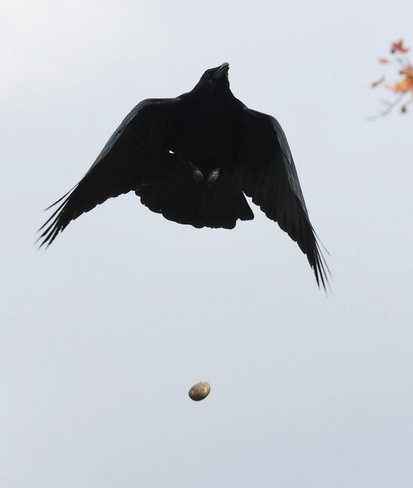 uUzvQ3lML_bkIqyakc1vFhNrRI0RUQxg5aFkrX0xDg1_T0wXrbEJjtNGtrf1