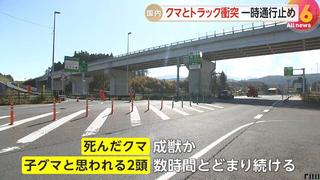 三陸道でクマとトラック衝突　死んだクマは成獣か…子グマ2頭が数時間とどまり続け