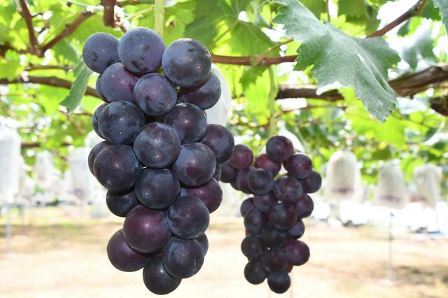 uUzvQ3lML_bkIqyakc1vFhNrRI0RUQxg5aFkrX0xDg1_T0wXrbEJjtNGtrf1