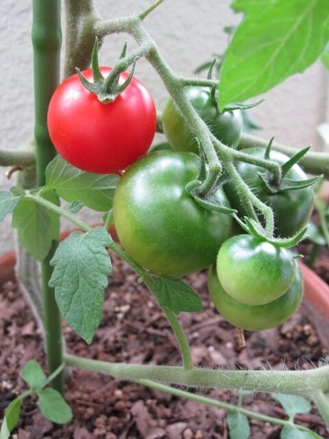 なぜ家庭菜園でトマトを育てたがるのかのサムネイル