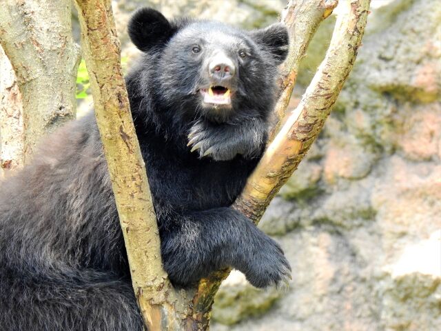 クマが進化して得たら嫌な能力wwwwwのサムネイル
