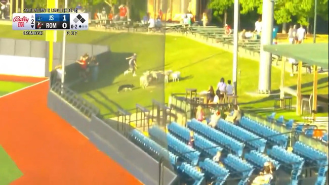 【朗報】マイナーリーグの客席、羊がいるのサムネイル