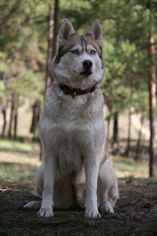 siberian-husky-3003813_1280