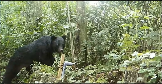 クマサン、九州侵略へｗｗｗｗｗｗｗｗｗｗ