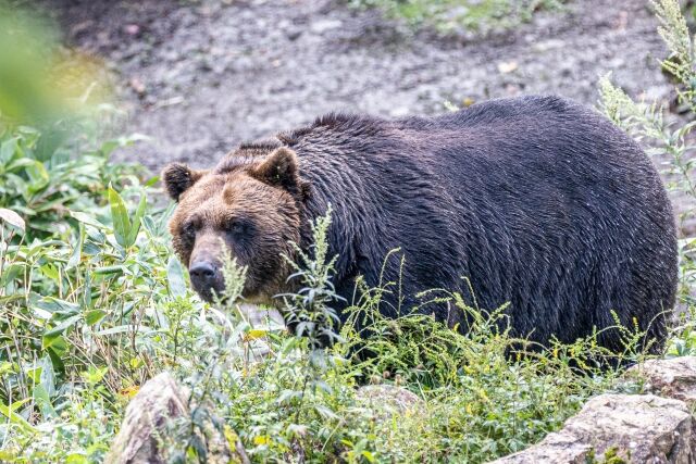 熊って散弾銃で倒せるん？