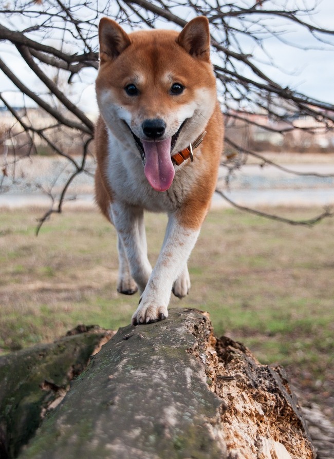 shiba-inu-4158782_1280