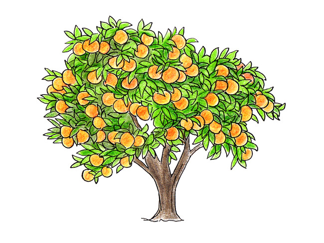 福岡でミカンの木に逆さ吊りの死体