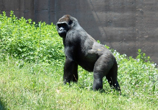 gorilla-6395512_640