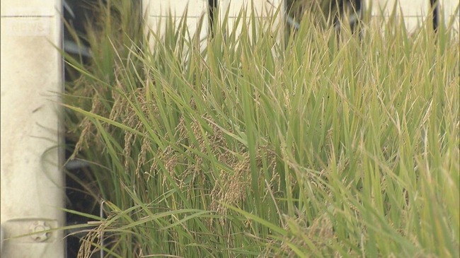 【悲報】コメ業界「助けて！新米の価格吊り上げ過ぎて新米が売れないの！」