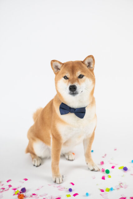 ぼく「犬飼いたいなあ・・・」　敵「柴犬はやめとけ」