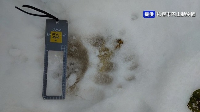 【札幌】円山動物園 ヒグマらしき足跡