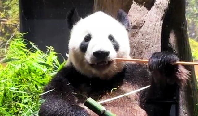 パンダ無しの上野動物園をわかりやすく例えて