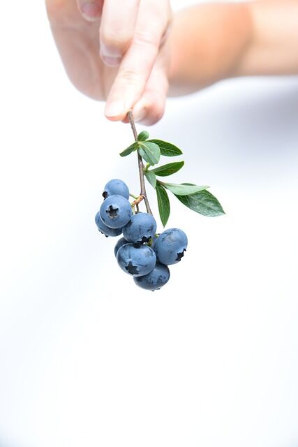 blueberries-g81d2a5188_640