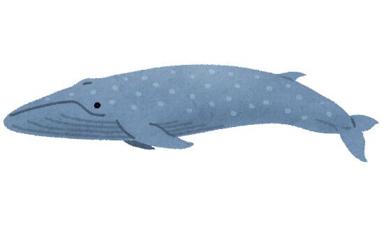 whale_01_shironagasukujira