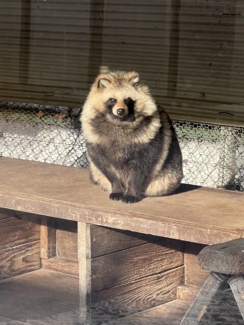 たぬき(可愛いです、臆病です、のんびりしてます)←この動物