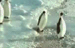 畜生ペンギンの可愛い画像ください なんj野球速報 畜生ペンギンの可愛い画像ください なんj野球速報