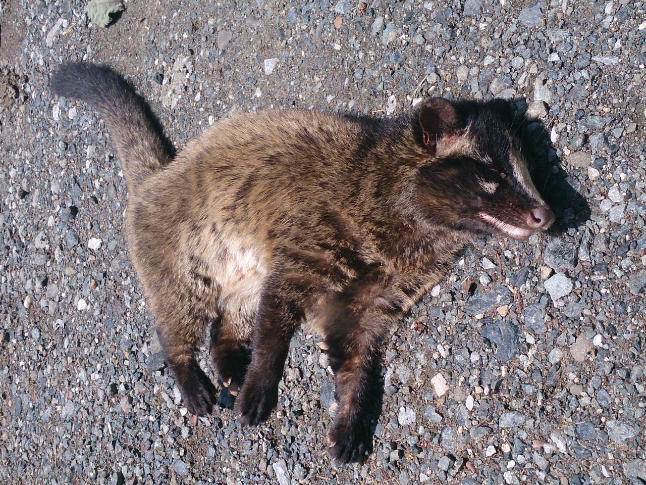 ハクビシン みかん山のおやじ ハクビシン みかん山のおやじ