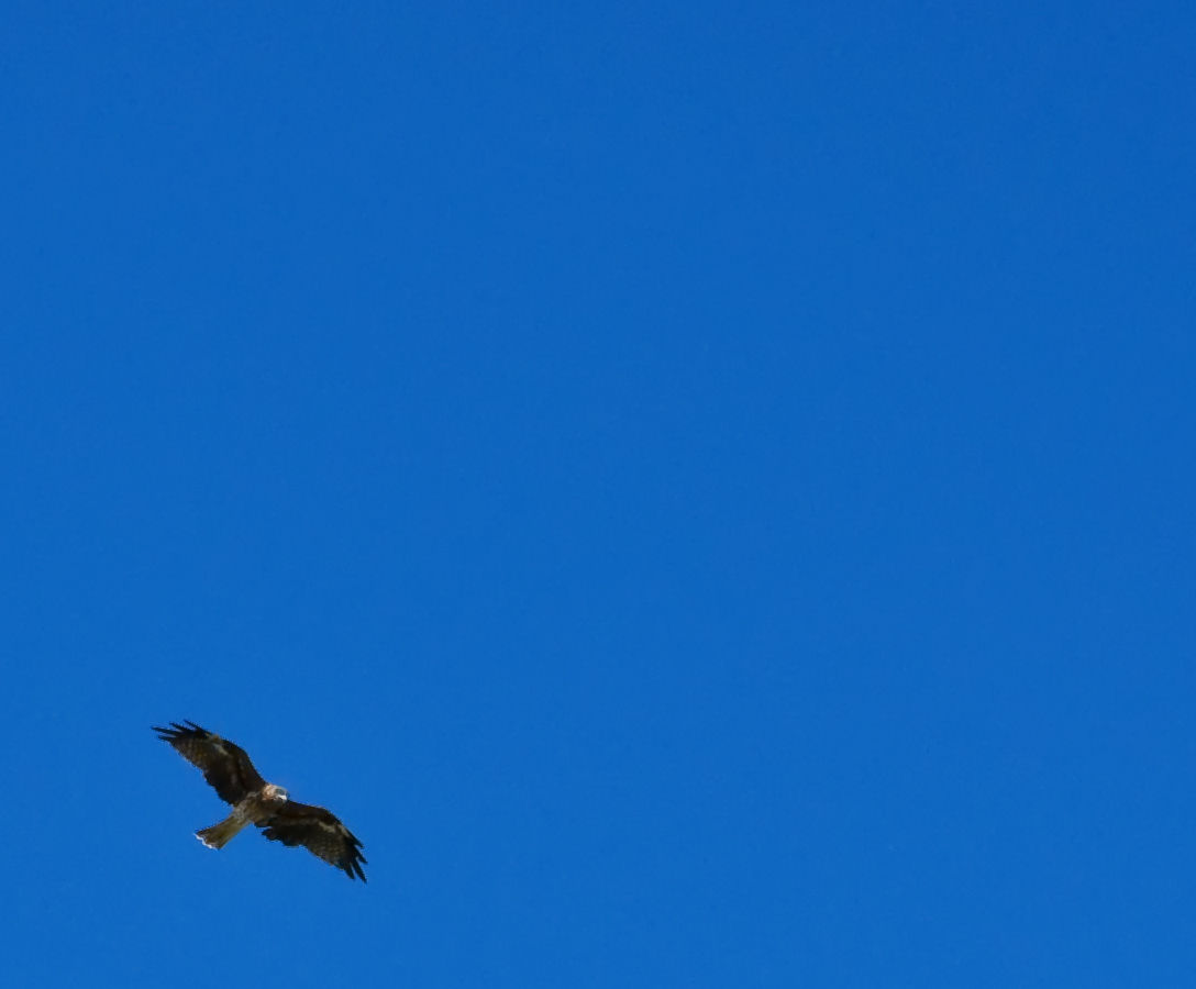 写真館 : 青空の向こうに・・・・獲物?