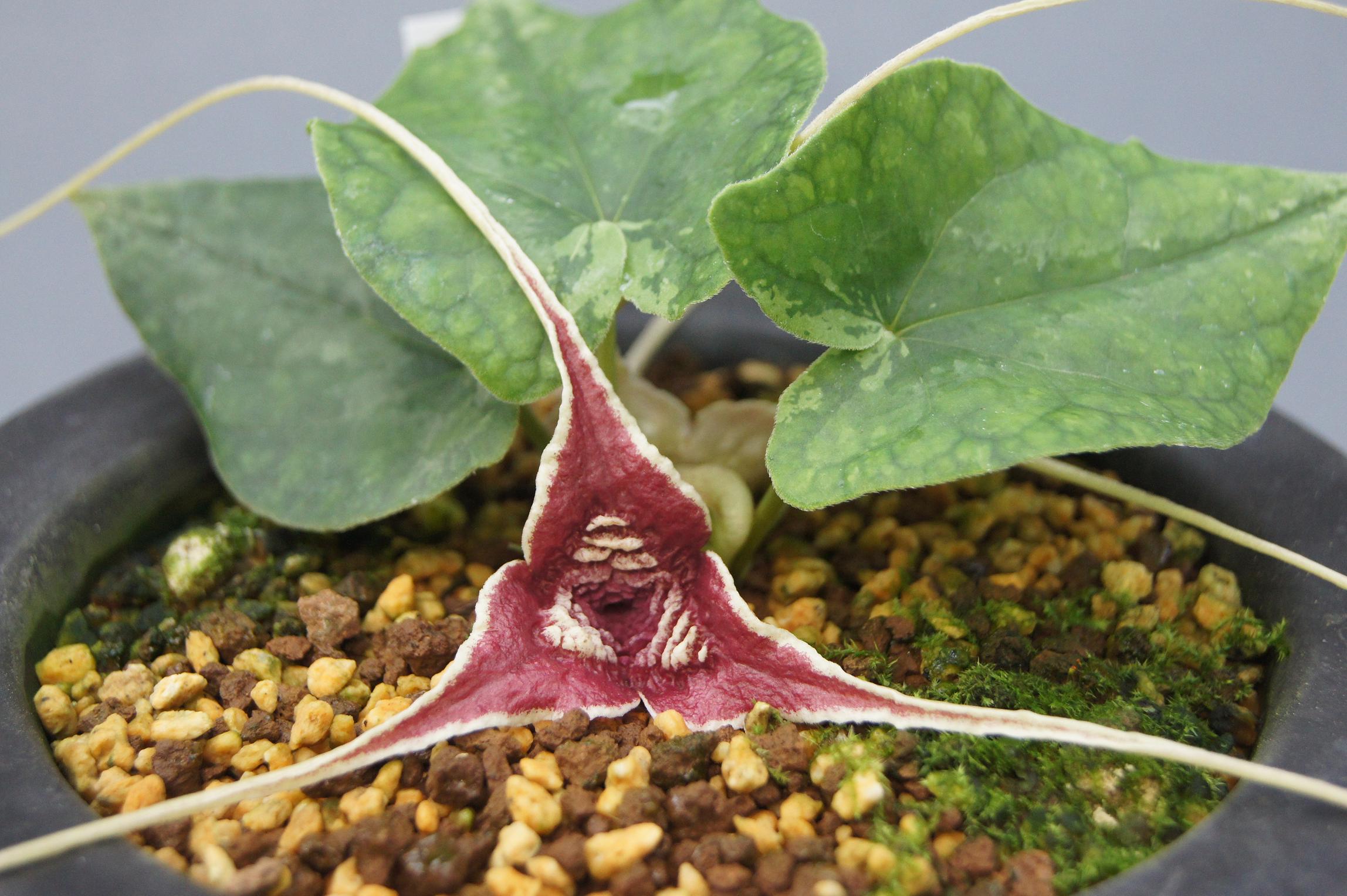 新カンアオイ名花選 No 061 火の鳥 南九州植物園 新カンアオイ名花選 No 061 火の鳥 南九州植物園
